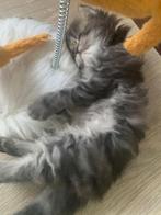 Prachtige Britse langhaar kittens!, Meerdere dieren, Gechipt, 0 tot 2 jaar
