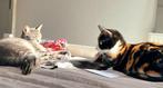 2 zeer lieve katjes, br/zus, gecastr/gesterilis/chip/14mnd, Dieren en Toebehoren, Katten en Kittens | Overige Katten, Meerdere dieren