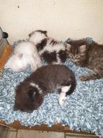 Brits langhaar en korthaar kittens, Dieren en Toebehoren, Gechipt