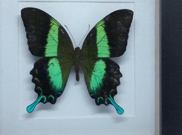 vlinder Papilio Blumei beschikbaar voor biedingen