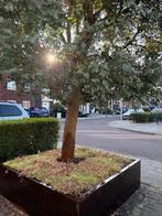 Lichtgewicht sedummatten, Volle zon, Vaste plant, Zomer, Ophalen