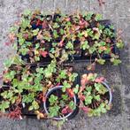 25 Aardbeien doordragers, Tuin en Terras, Ophalen, Volle zon