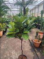 Ficus lyrata / tabaksplant op stam, 100 tot 250 cm, Zomer, Palmboom, Ophalen