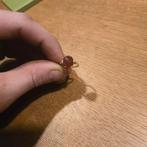 Mooie oude gouden ring met oranje/rood  carneool edelsteen, Sieraden, Tassen en Uiterlijk, Ringen, Ophalen of Verzenden, Zo goed als nieuw