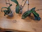 Mooie Orchideeën - 3 stuks, Huis en Inrichting, Kamerplanten, Ophalen, Overige soorten, Halfschaduw, In pot