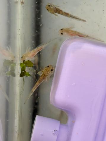 Baby axolotls beschikbaar voor biedingen