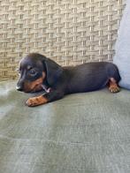 Prachtige kleine teckel pups Dwerg/kaninchen, Dieren en Toebehoren, Kaninchen, Reu, CDV (hondenziekte), 8 tot 15 weken