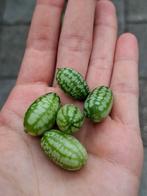 Mexicaanse mini-komkommertjes, Ophalen