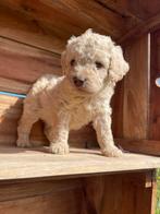 Labradoodle Multigen Pups puppy jonge hond Doodle Labrador, Rabiës (hondsdolheid), 15 weken tot 1 jaar, Overige rassen, Meerdere