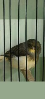 Gloster kanarie pop., Dieren en Toebehoren, Vogels | Kanaries, Vrouwelijk