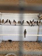 Vredes duiven, Dieren en Toebehoren, Meerdere dieren, Overige soorten