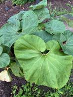 petasites japonicus giganteus in grote kuip, Ophalen, Zomer, Overige soorten, Volle zon