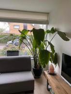 Strelitzia kamerplant groot, Huis en Inrichting, Kamerplanten, Overige soorten, 150 tot 200 cm, In pot, Volle zon