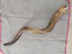 Koedoe Hoorn - Shofar - 85/110cm - Uniek, Ophalen of Verzenden
