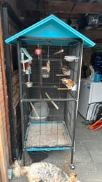 Kanaries, Dieren en Toebehoren, Vogels | Kanaries