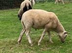 Ruischapen, Dieren en Toebehoren, Schapen, Geiten en Varkens, Meerdere dieren, Schaap