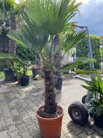 Prachtige trachycarpus wagnerianus 60cm stamhoogte, In pot, Zomer, Volle zon, Ophalen