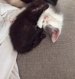 Nog 2 beschikbaar! Lieve kittens Ragdoll x Europese Korthaar, Dieren en Toebehoren, Meerdere dieren, Ontwormd