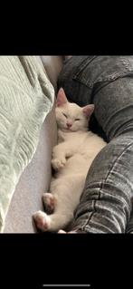 Fien en Teun zoeken een lief nieuw baasje, Dieren en Toebehoren, Katten en Kittens | Overige Katten, Meerdere dieren