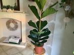 Ficus Lyrata - Hoogte 95 cm, Ficus, In pot, Minder dan 100 cm, Groene kamerplant