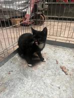 5 katers en 3 poezen, Dieren en Toebehoren, Katten en Kittens | Overige Katten, Meerdere dieren, Kortharig, 0 tot 2 jaar