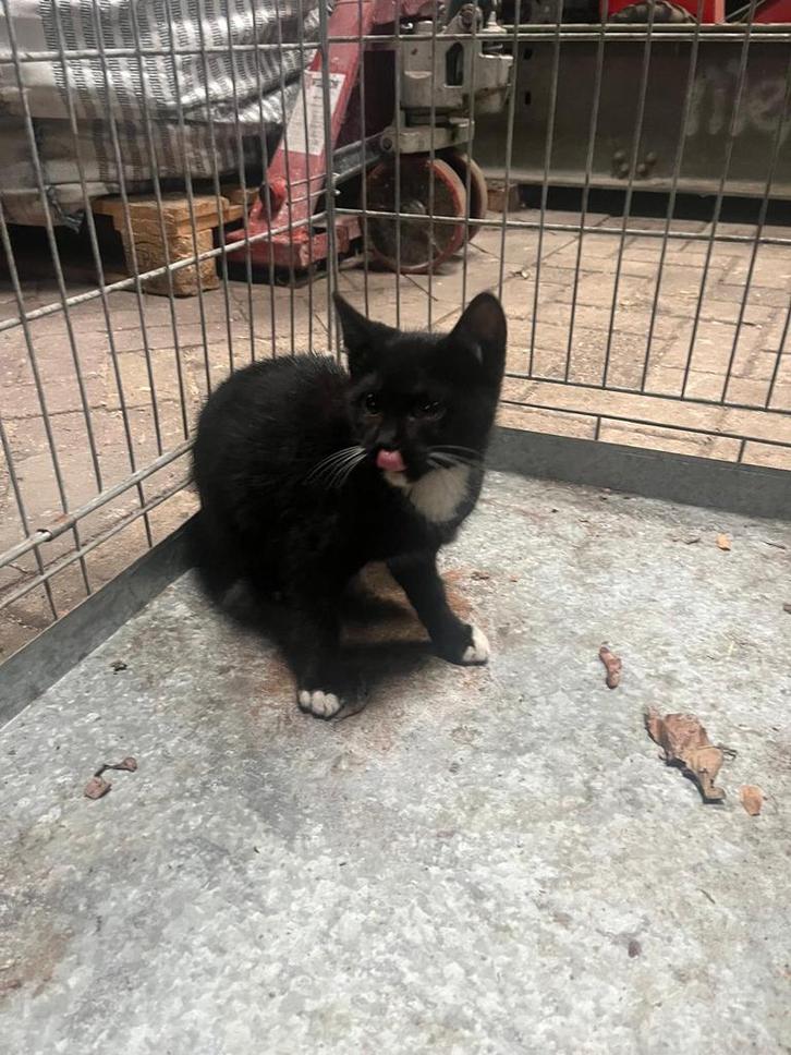 5 katers en 3 poezen, Dieren en Toebehoren, Katten en Kittens | Overige Katten, Kortharig, Meerdere dieren, 0 tot 2 jaar