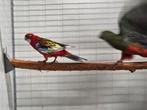 1-1 Rosella opaline rood witvleugel x opaline rood, Meerdere dieren, Parkiet