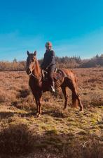 Verzorgpaard / verzorger gezocht / bijrijder / western, Diensten en Vakmensen, Verzorging of Verzorgpony's