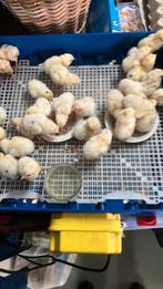 Te koop:  Leghorn kuikens geboren 07-07-2025, Dieren en Toebehoren, Pluimvee, Meerdere dieren, Kip