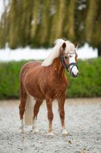Leuke bereden Welsh merrie, Dieren en Toebehoren, Pony's, Merrie, Zadelmak, A pony (tot 1.17m), 7 tot 10 jaar