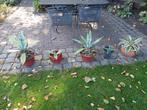 Agaves, Vaste plant, Bloeit niet, Halfschaduw, Ophalen