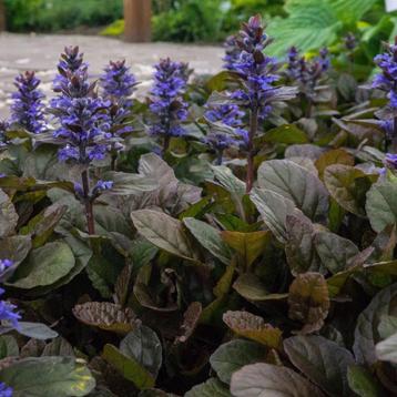 8 x vaste plant, kruipend zenegroen. ajuga. beschikbaar voor biedingen