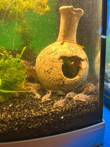 Corydora Paleatus beschikbaar voor biedingen