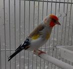 majoor putters wildkleur pop en witkop man, Dieren en Toebehoren, Vogels | Overige Vogels, Meerdere dieren, Wildzangvogel