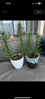Cactussen, Tuin en Terras, Bloembakken en Plantenbakken, Kunststof, Minder dan 30 cm, Rond, Ophalen of Verzenden