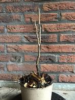 Wisteria bonsai starter, Ophalen, Volle zon, Overige soorten, Minder dan 100 cm