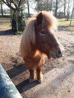 Verzorgpony, Ophalen of Verzenden, Overige soorten