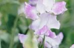 zaden Lathyrus odoratus Pink Ripple, Ophalen of Verzenden, Voorjaar, Volle zon, Zaad