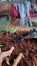 Aziatische bosschorpioen (lees beschrijving), Dieren en Toebehoren, Amfibie, 0 tot 2 jaar