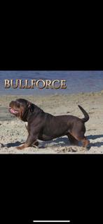 Te koop. Old English bulldog Dekreu, Dieren en Toebehoren, Particulier, Rabiës (hondsdolheid), Meerdere, 3 tot 5 jaar