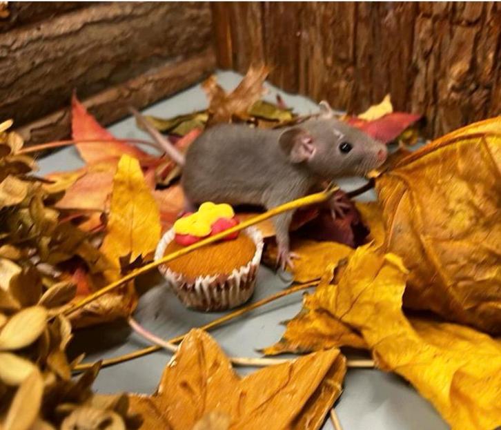 Jonge tamme dwergratten beschikbaar ( van fokker), Dieren en Toebehoren, Knaagdieren, Meerdere dieren, Rat, September, Tam