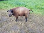 Blauwe texellaar fok ooien, Dieren en Toebehoren, Schapen, Geiten en Varkens, Vrouwelijk, Schaap