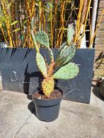 Cactus Opuntia, Ophalen, Cactus, Volle zon, Minder dan 100 cm