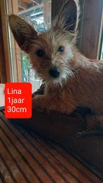 Leuk klein teefje ter adoptie!, Dieren en Toebehoren, Honden | Niet-rashonden, Rabiës (hondsdolheid), Handelaar, 1 tot 2 jaar