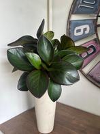 Peperomia Red Margin, Ophalen of Verzenden, Overige soorten, In pot, Minder dan 100 cm