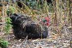 Twee prachtige hanen - kruising Marans, Dieren en Toebehoren, Pluimvee, Mannelijk, Kip