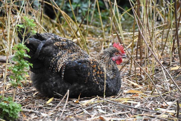 Twee prachtige hanen - kruising Marans, Dieren en Toebehoren, Pluimvee, Kip, Mannelijk