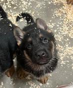 1 Duitse herder reutje, Reu, 8 tot 15 weken, CDV (hondenziekte), Eén hond