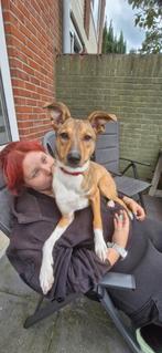 Knappe dame Emiley, Dieren en Toebehoren, Honden | Niet-rashonden, Particulier, Rabiës (hondsdolheid), 15 weken tot 1 jaar, Buitenland