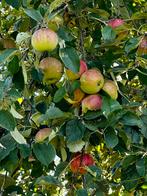 Biologisch fruit en honing, Ophalen